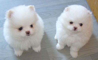 小狐狸钱包最新版官网版