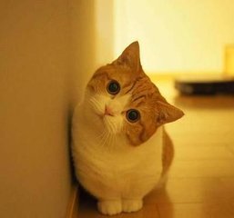 TRX钱包手机下载