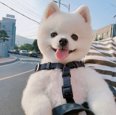 苹果 比特币钱包